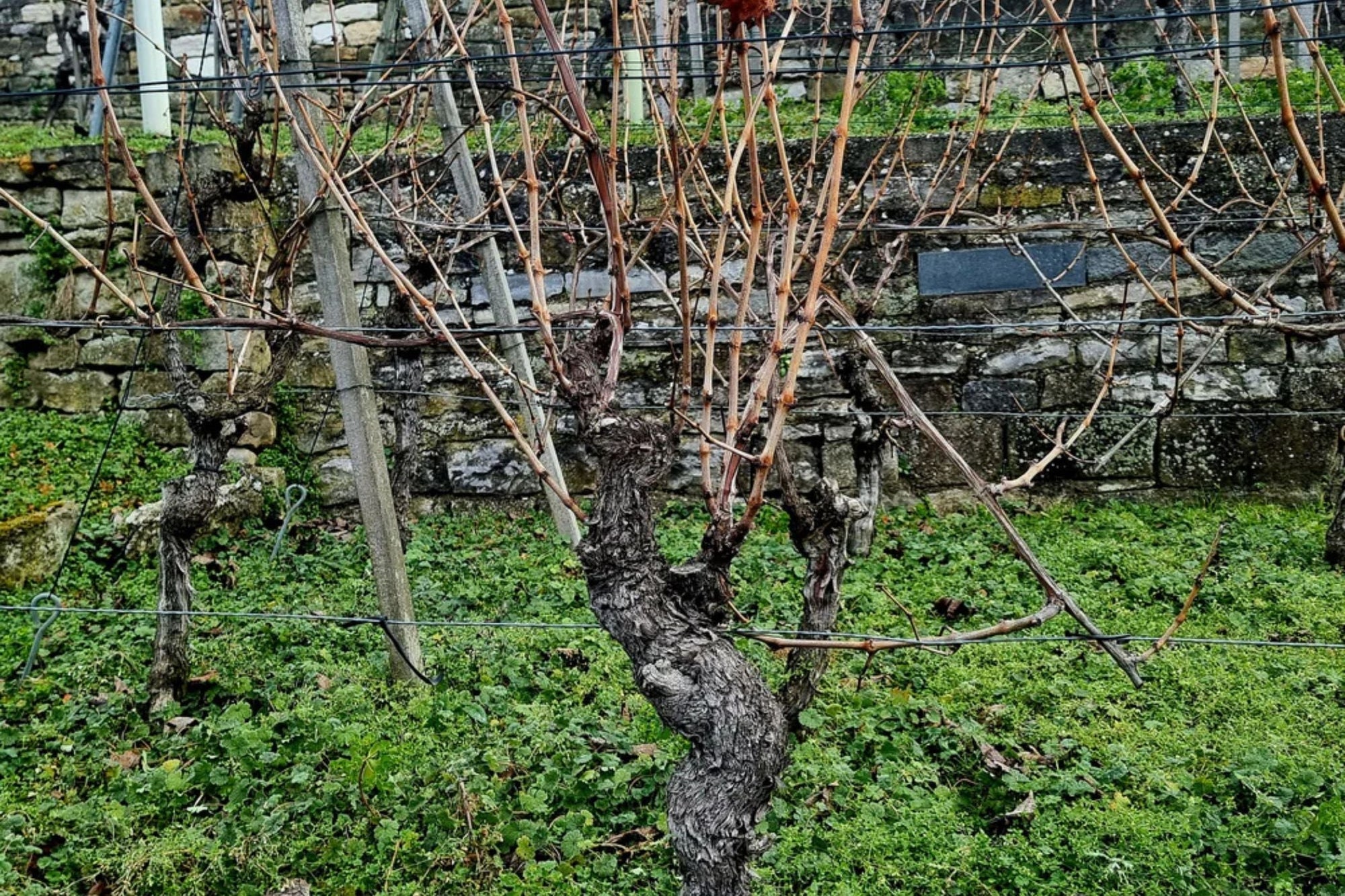 Der Rebschnitt