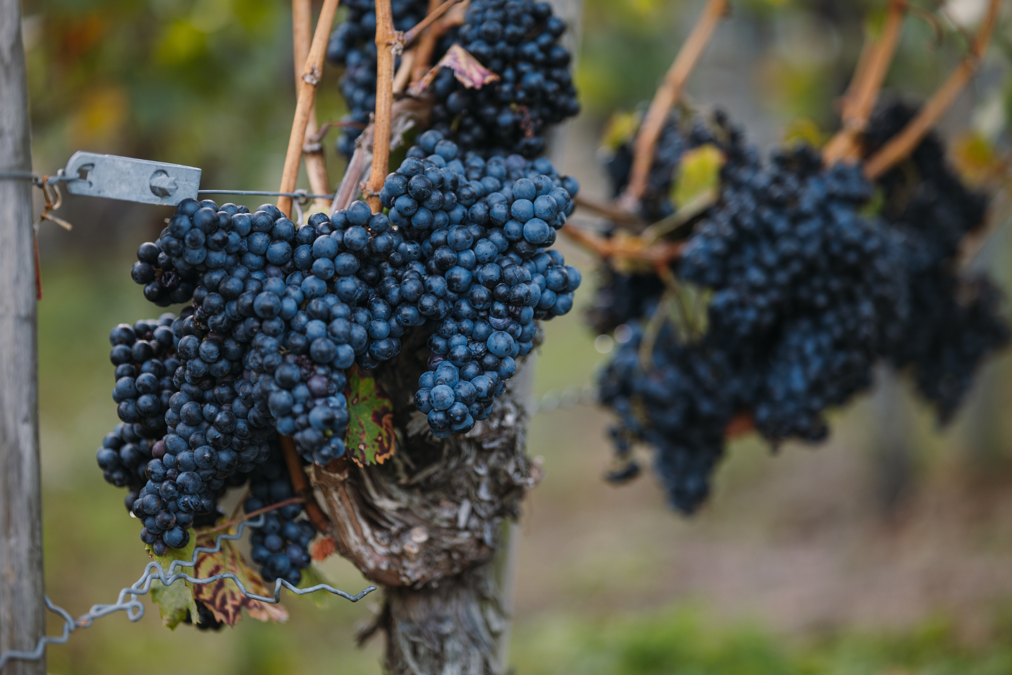 Gestatten, ich bin der Lemberger