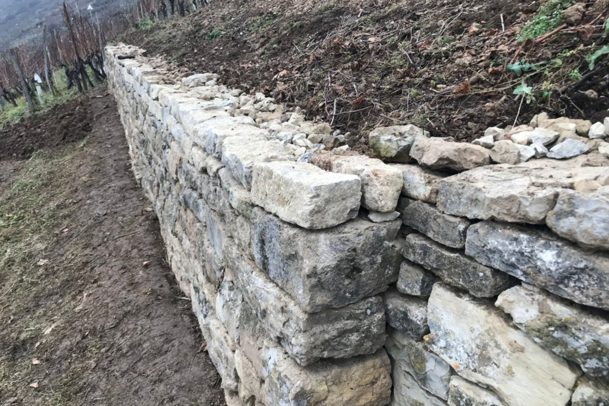 Trockenmauerbau im Weinberg und die tierischen Bewohner