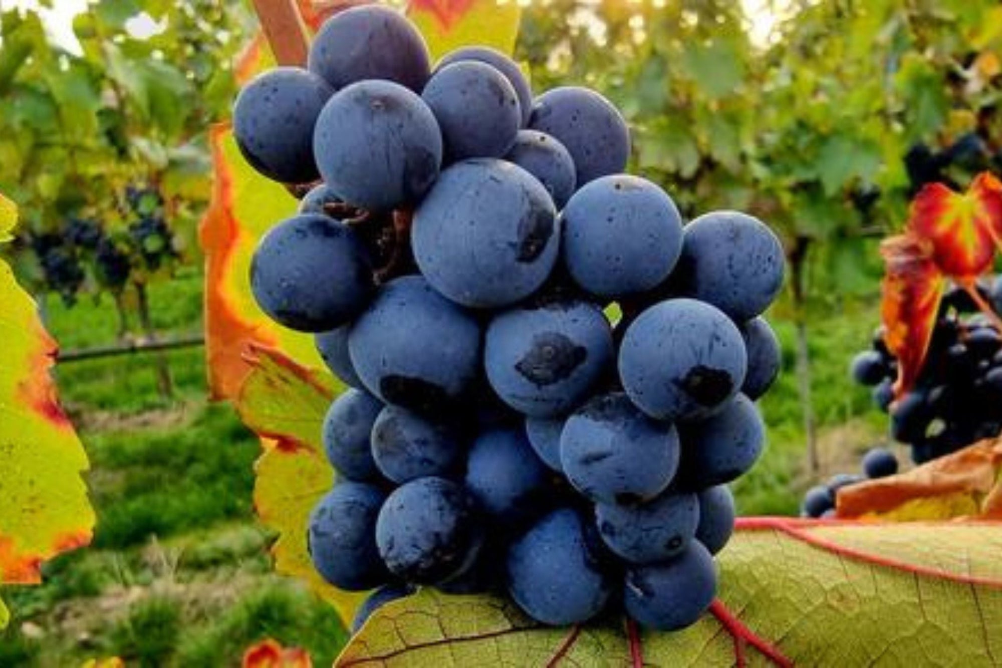 Gestatten, ich bin der Trollinger