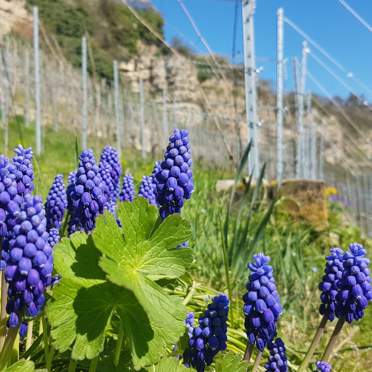 Kräuter- und Blühpflanz-Aktion im Steillagenkollektiv