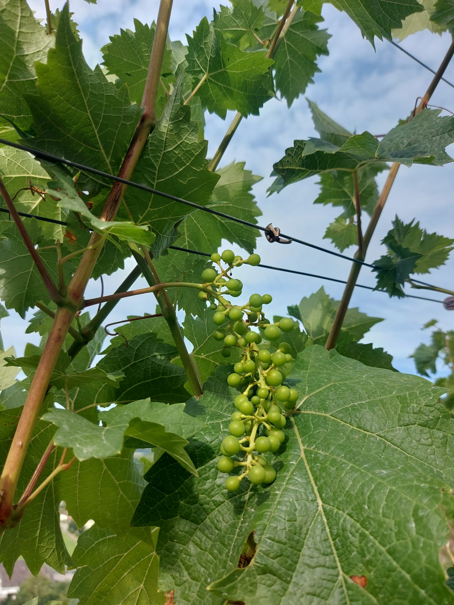 Laubarbeiten im Weinberg