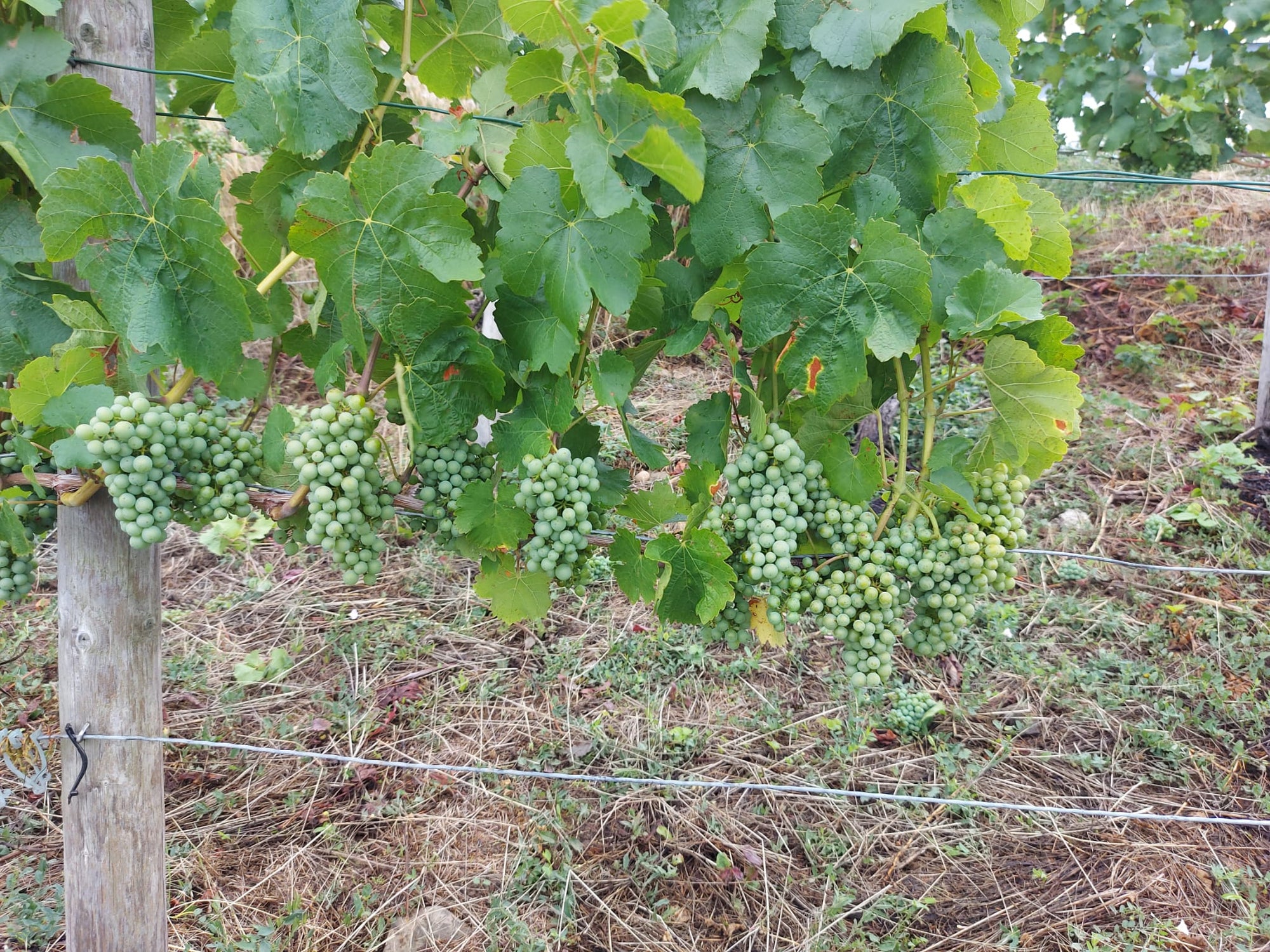 Statt Picknick an der Enz - Grüne Lese im Rebenmeer