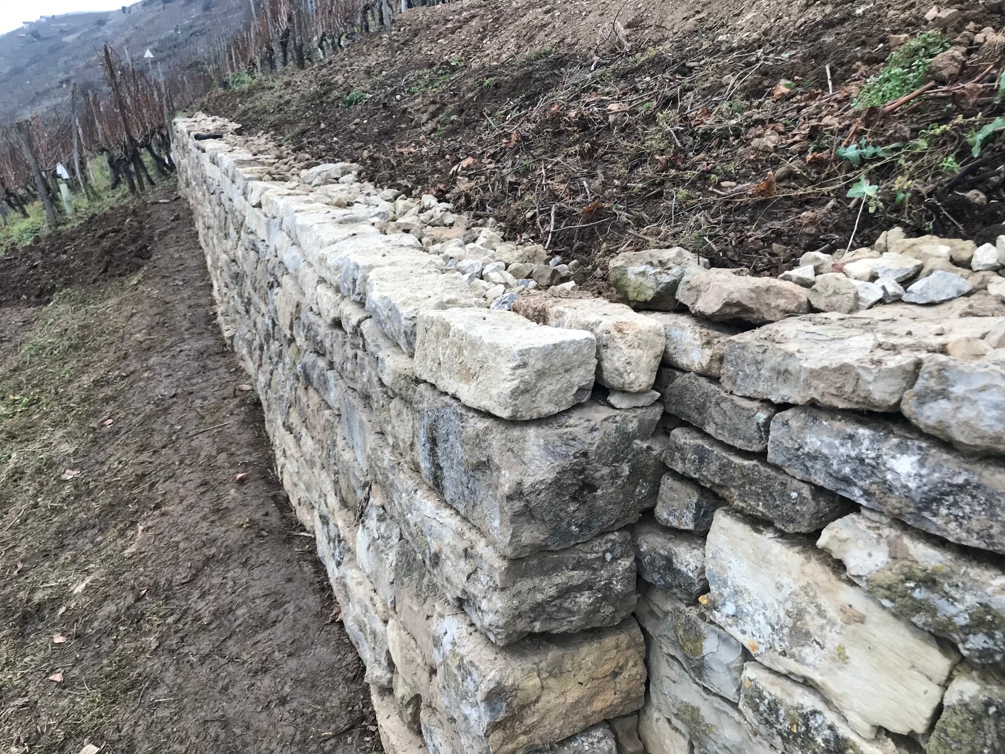Trockenmauerbau im Weinberg und die tierischen Bewohner