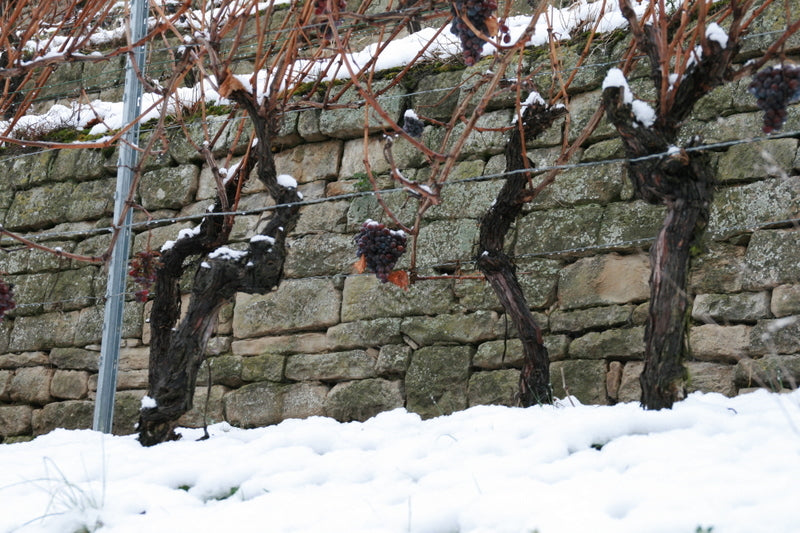 Winterruhe im Weinberg – Leben im scheinbaren Stillstand