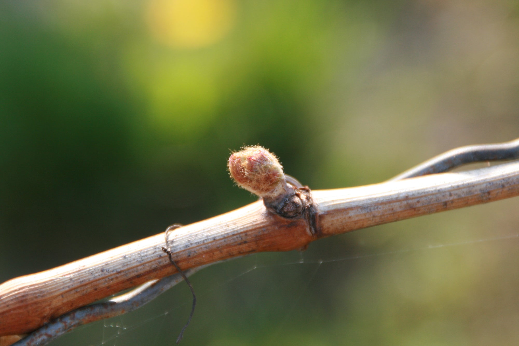 Wolle im Weinberg?