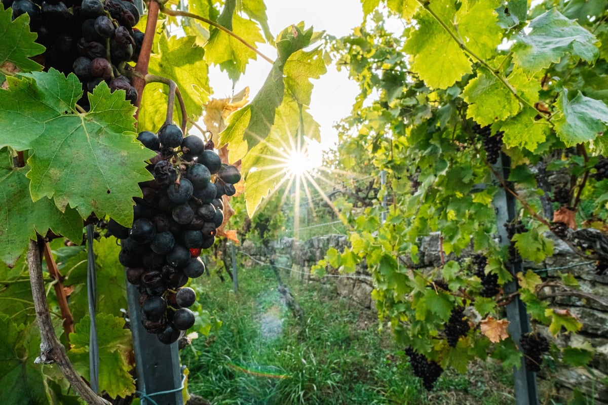 Wein & Trauben | Weinberg-Tour mit Gerlinde | 20.09.2026