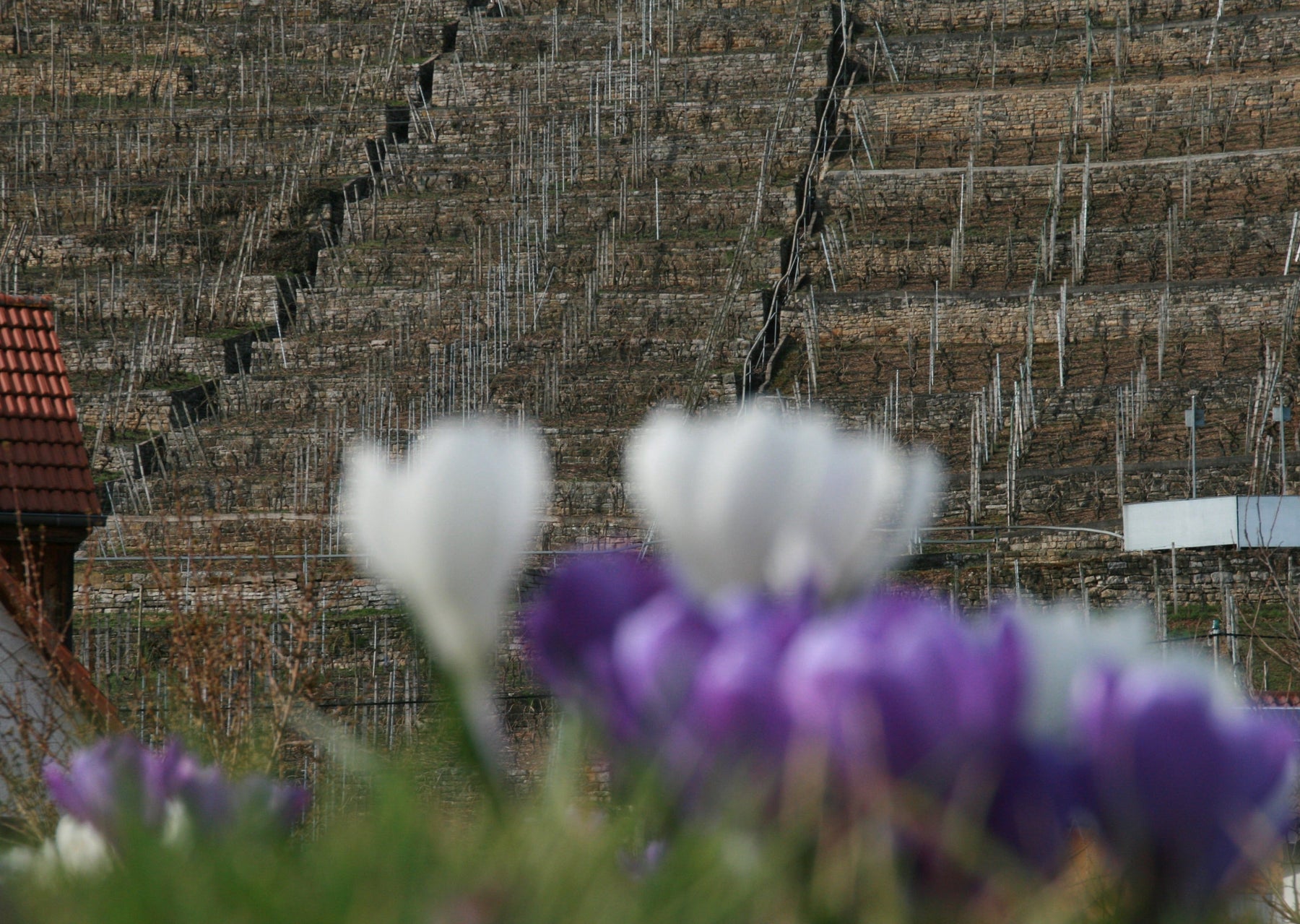 Frühlingserwachen im Lembergerland | 17.03.