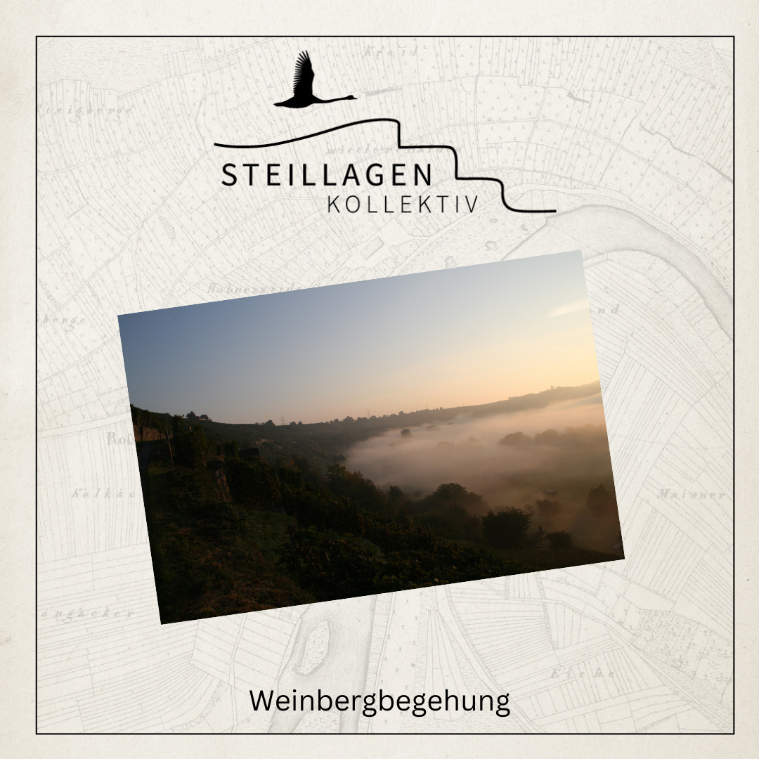 Steillagenkollektiv - Weinbergführung | 17.06.2026 - Mühlhausen