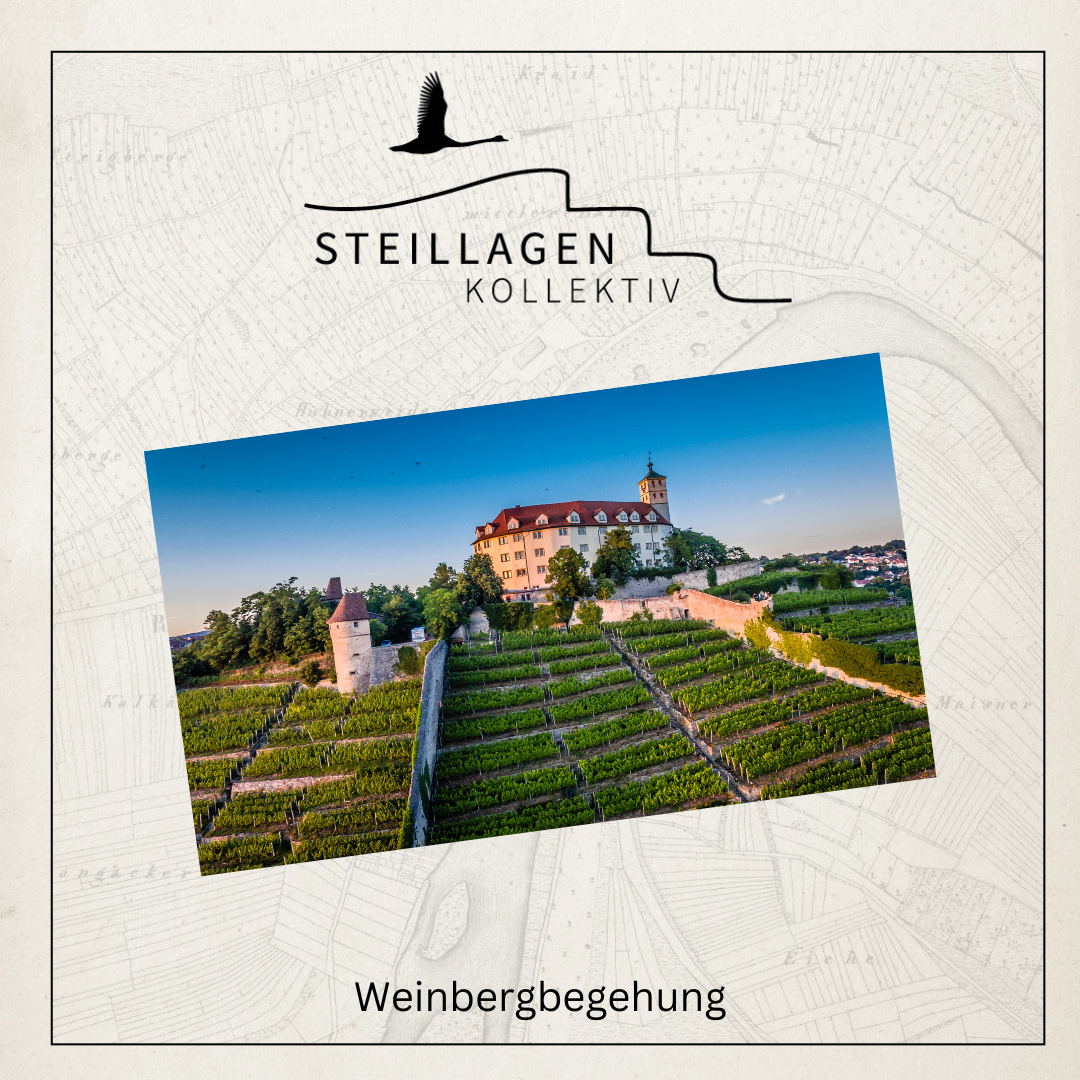 Steillagenkollektiv - Weinbergführung | Mi. 20.05.2026 - Vaihingen