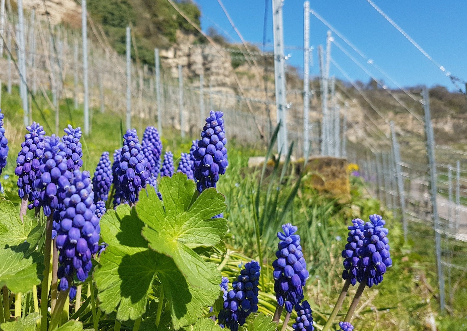 Feines aus Weinberg, Wald und Wiese | 14.04.