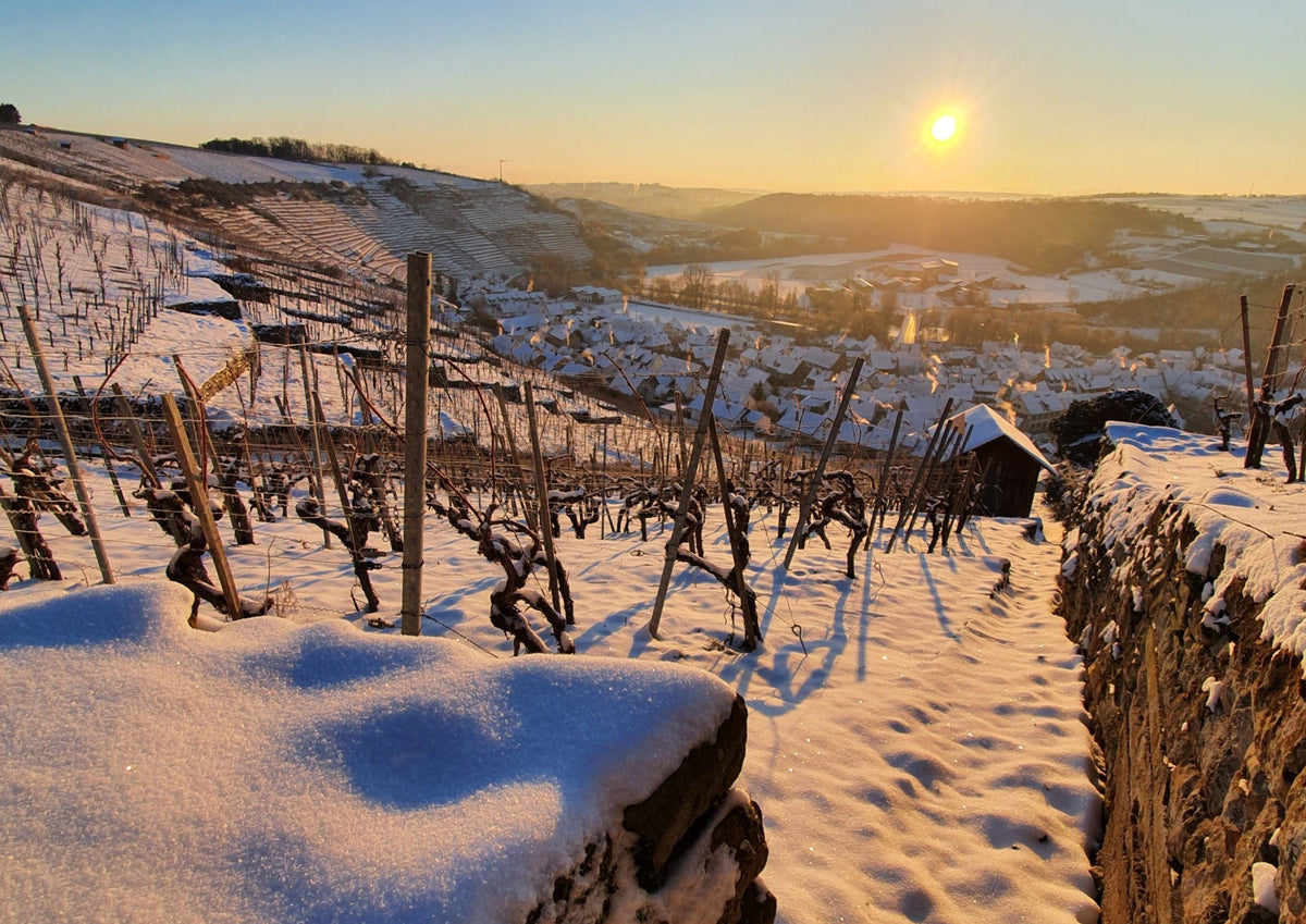 Welcome 2026 | Weinberg-Tour mit Gerlinde 11.01.2026