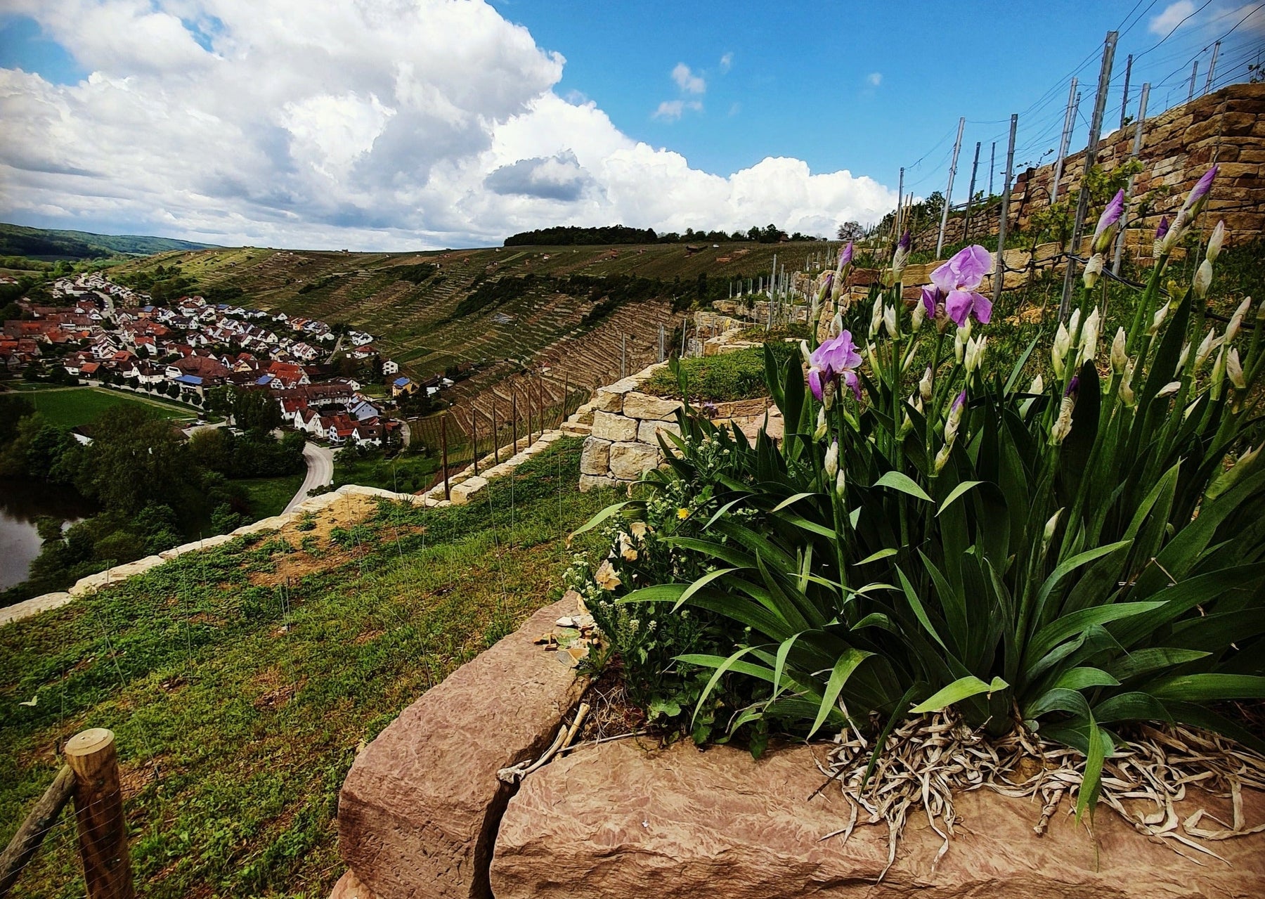 Wengerter für ein Jahr 2023- Das Jahr im Weinberg