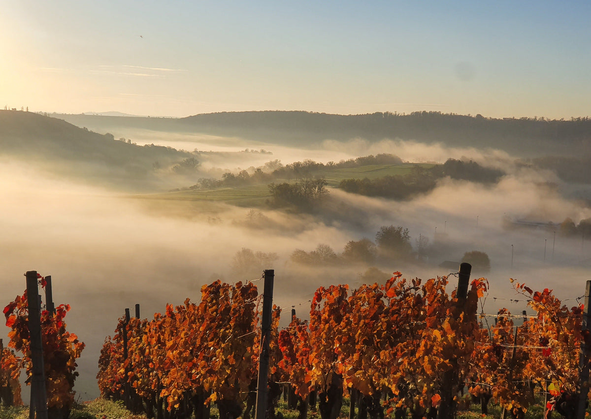 Herbst & Weinberg | Weinberg-Tour mit Maeggi | 18.10.2026