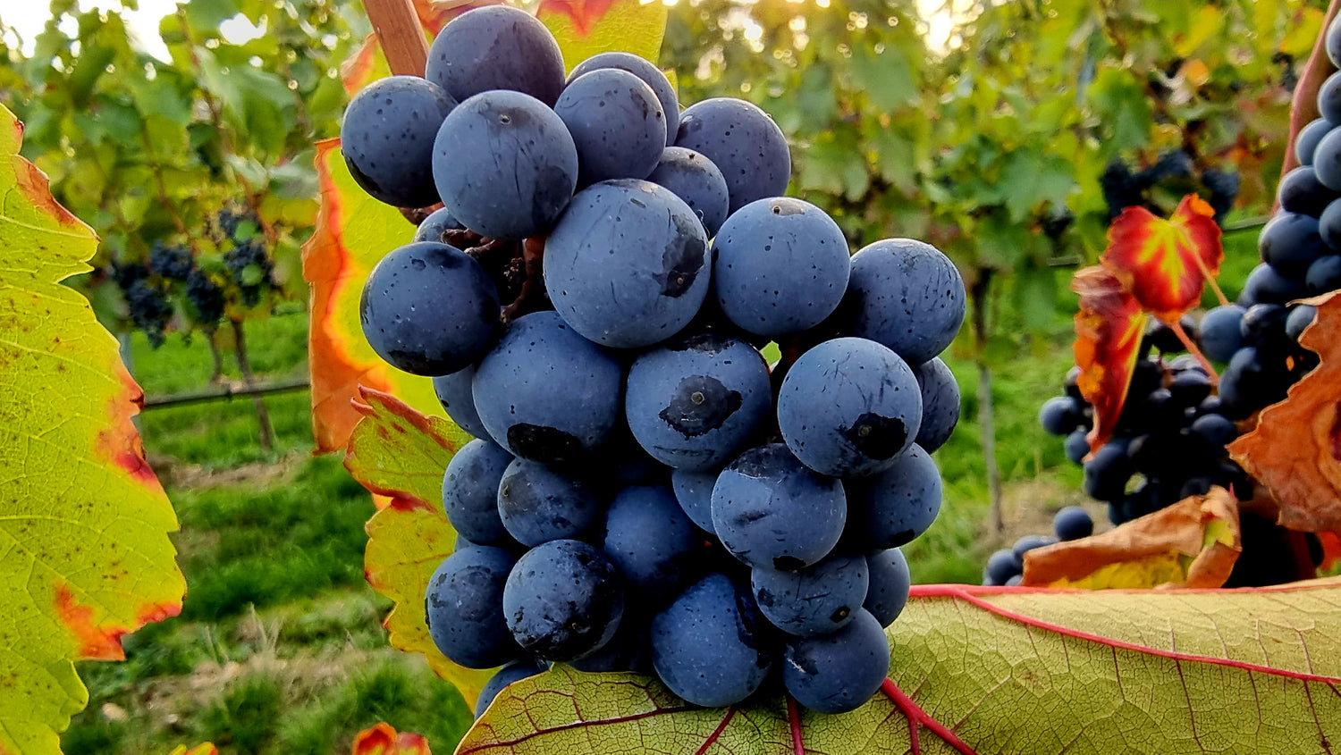 Der optimale Reifezeitpunkt für die Weinlese