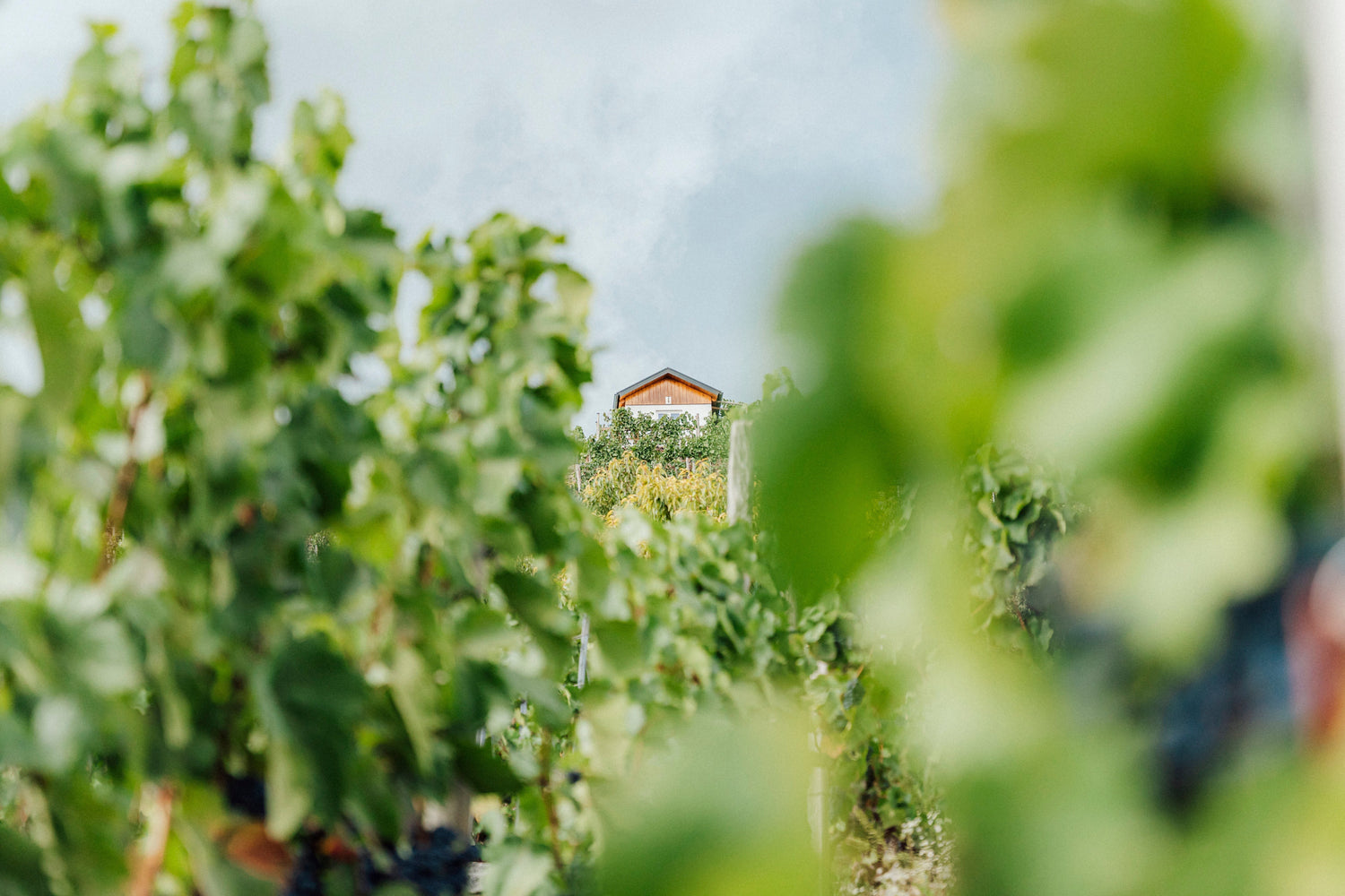 Laubarbeiten im Weinberg: Der Schlüssel für gesunde Trauben und hochwertigen Wein
