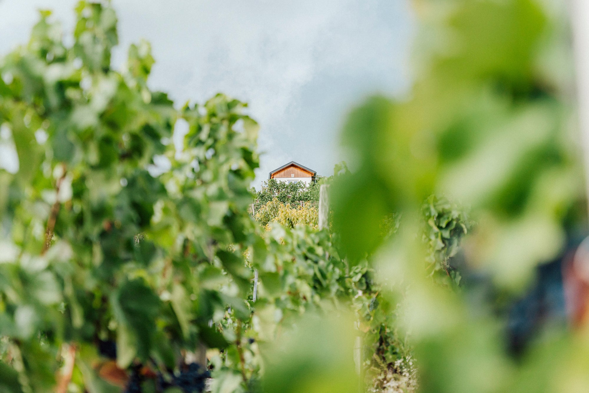 Laubarbeiten im Weinberg: Der Schlüssel für gesunde Trauben und hochwertigen Wein