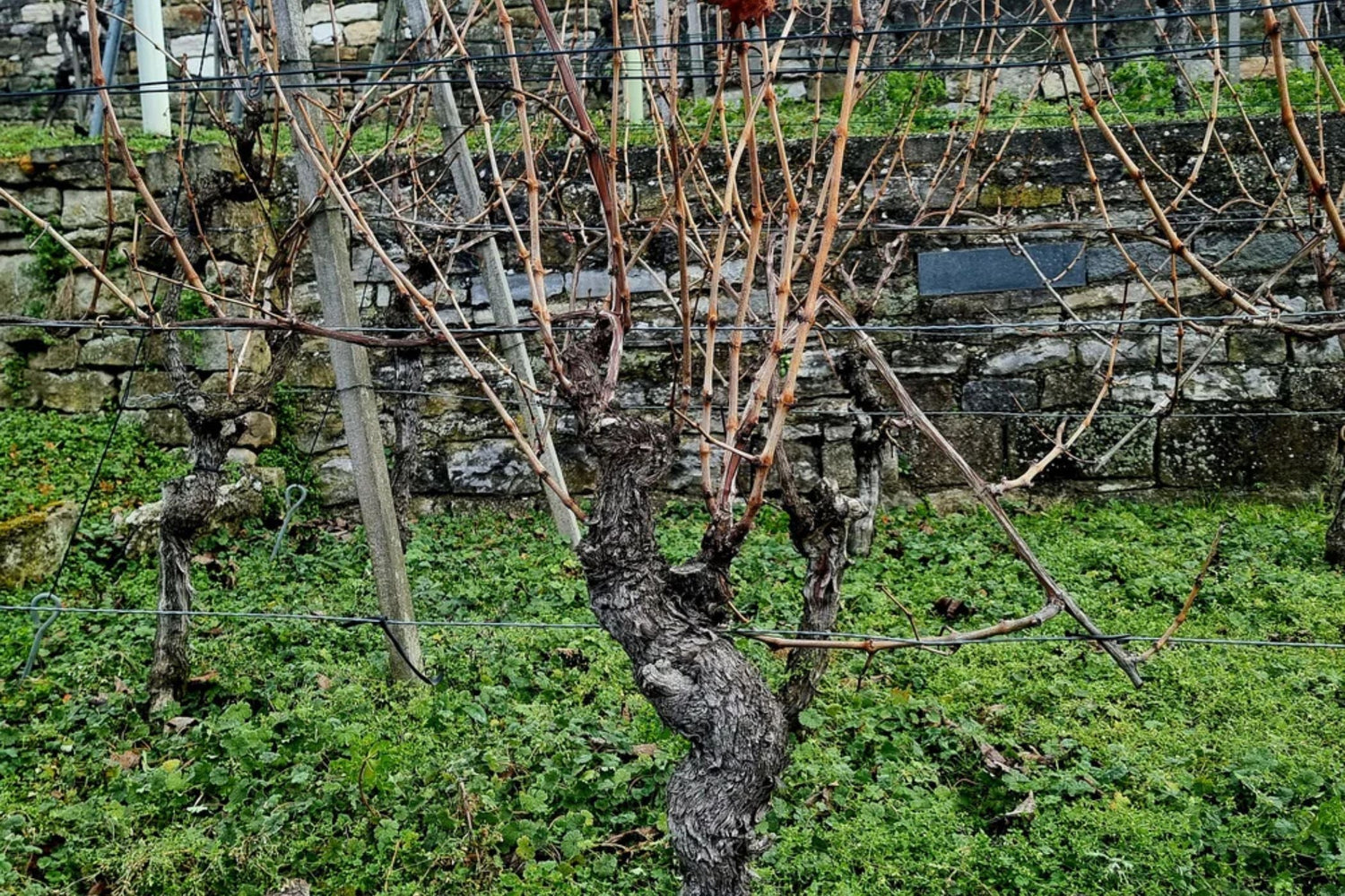 Der Rebschnitt