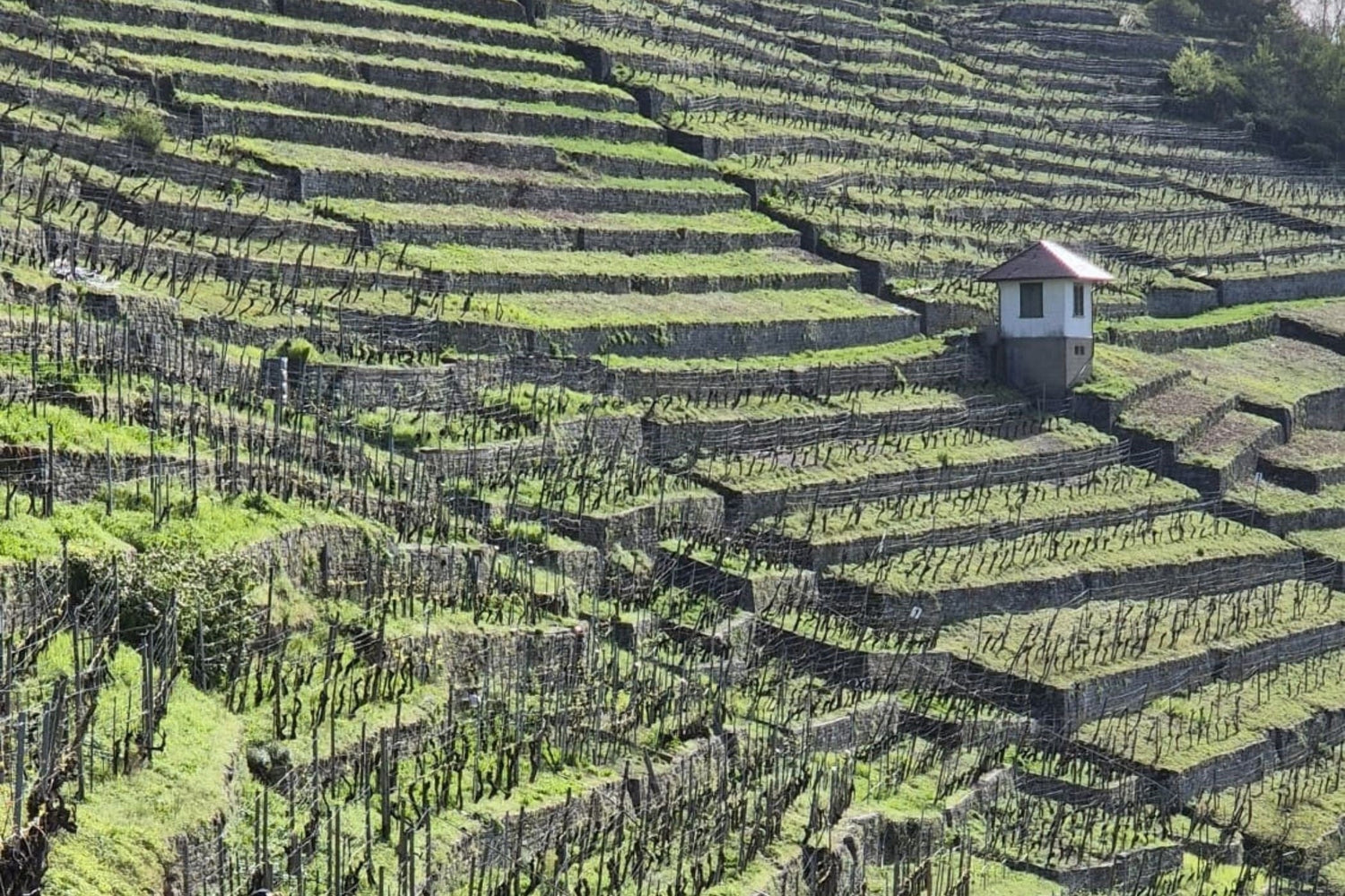 Weinterrassen: Wie Steillagen den Weinbau formen