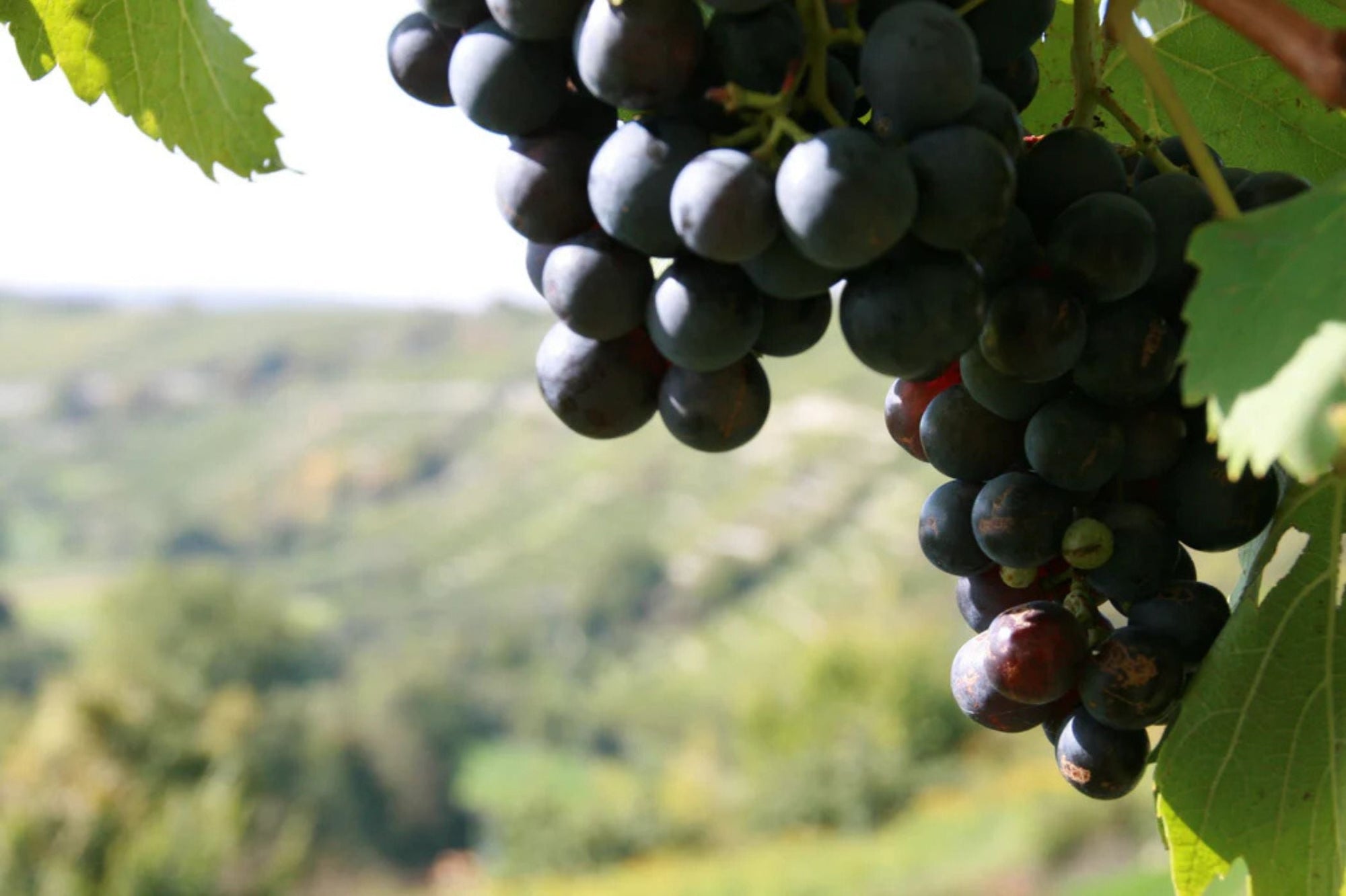 Wann ist der perfekte Moment für die Weinlese?