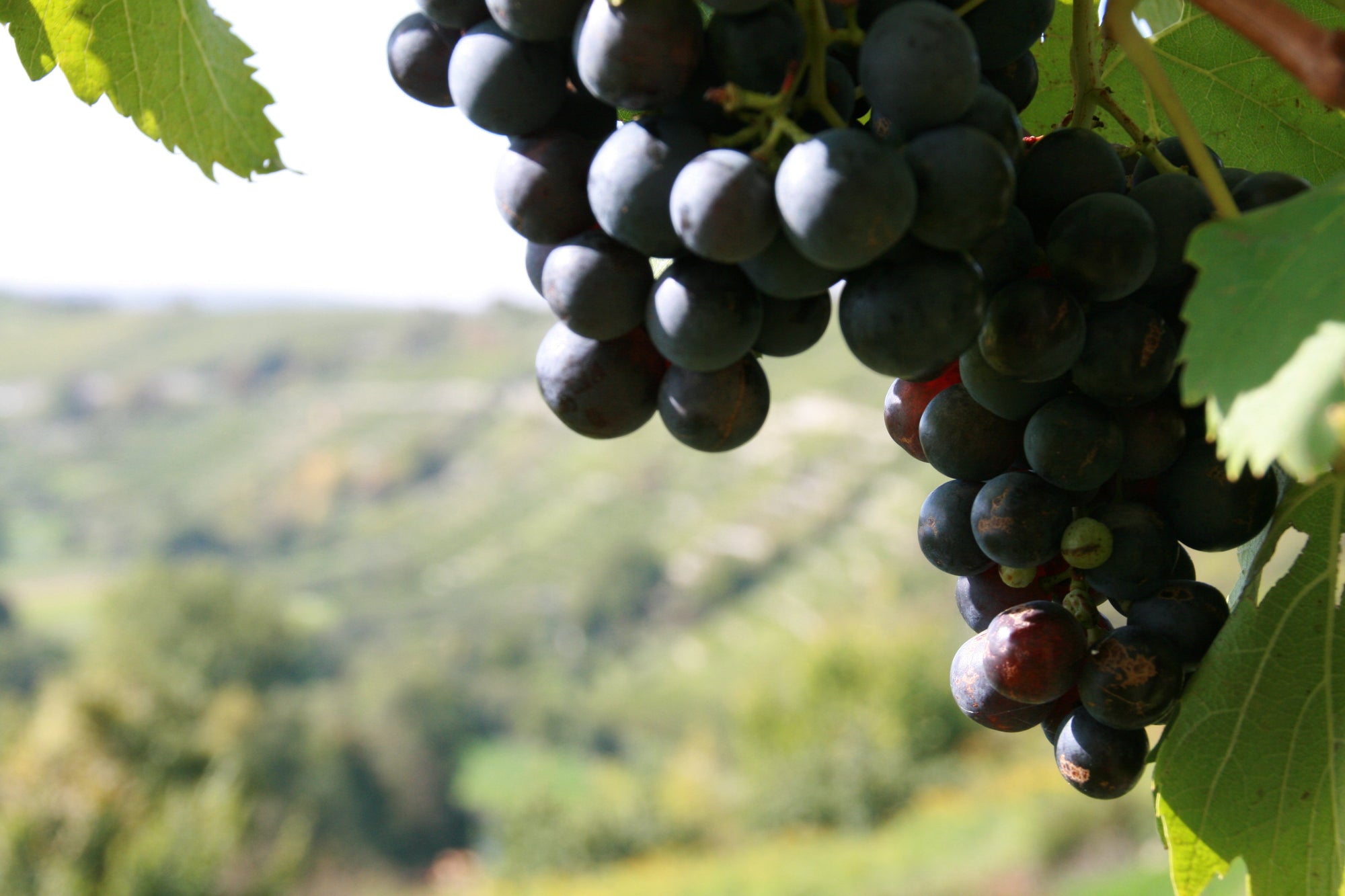 Wann ist der perfekte Moment für die Weinlese?