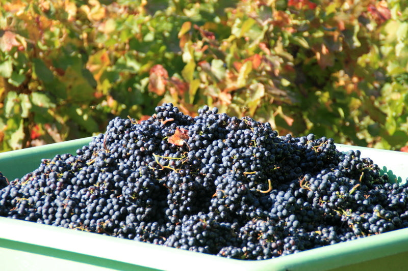 Was steckt hinter dem Begriff Maischeschwefelung und warum machen manche dies?