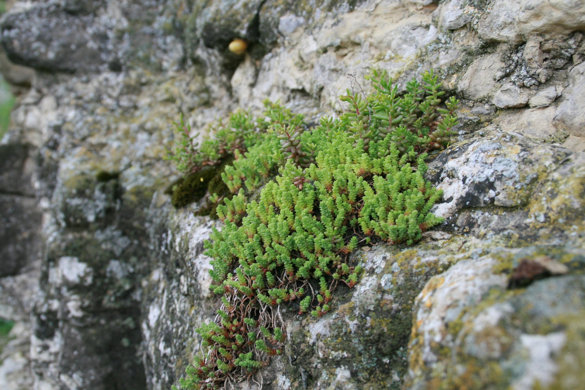 Boden und Weinqualität, das Geheimnis des Terroirs