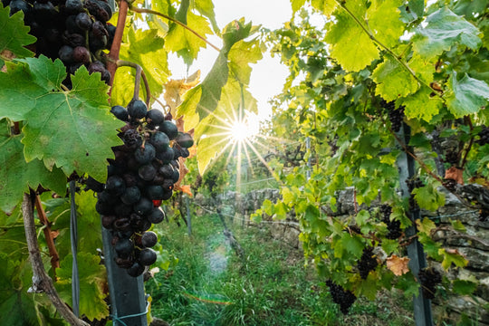 Wein & Trauben | Weinberg-Tour mit Gerlinde | 20.09.2026