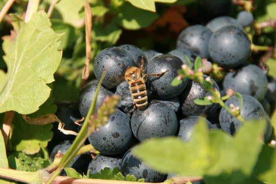 Wein & Honig | Weinberg-Tour mit Judith | 11.10.2026