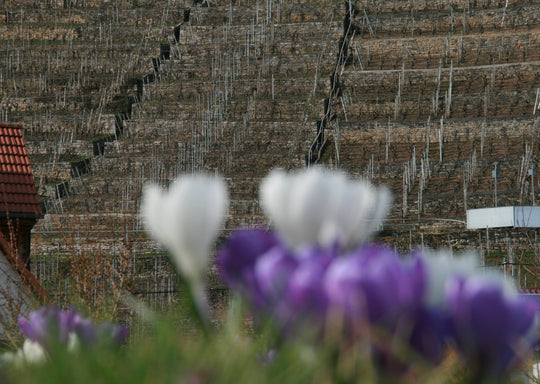 Wein & Natur | Weinberg-Tour mit Gerlinde | 22.03.2026