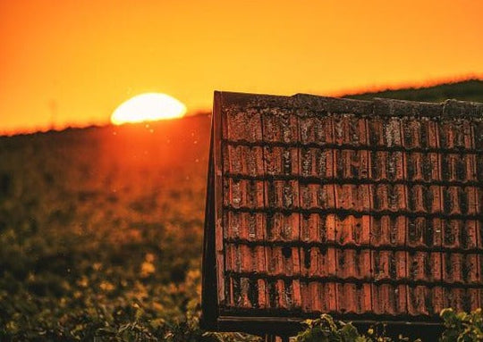 Sommer & Abschied | Weinberg-Tour mit Gerlinde 24.10.2026