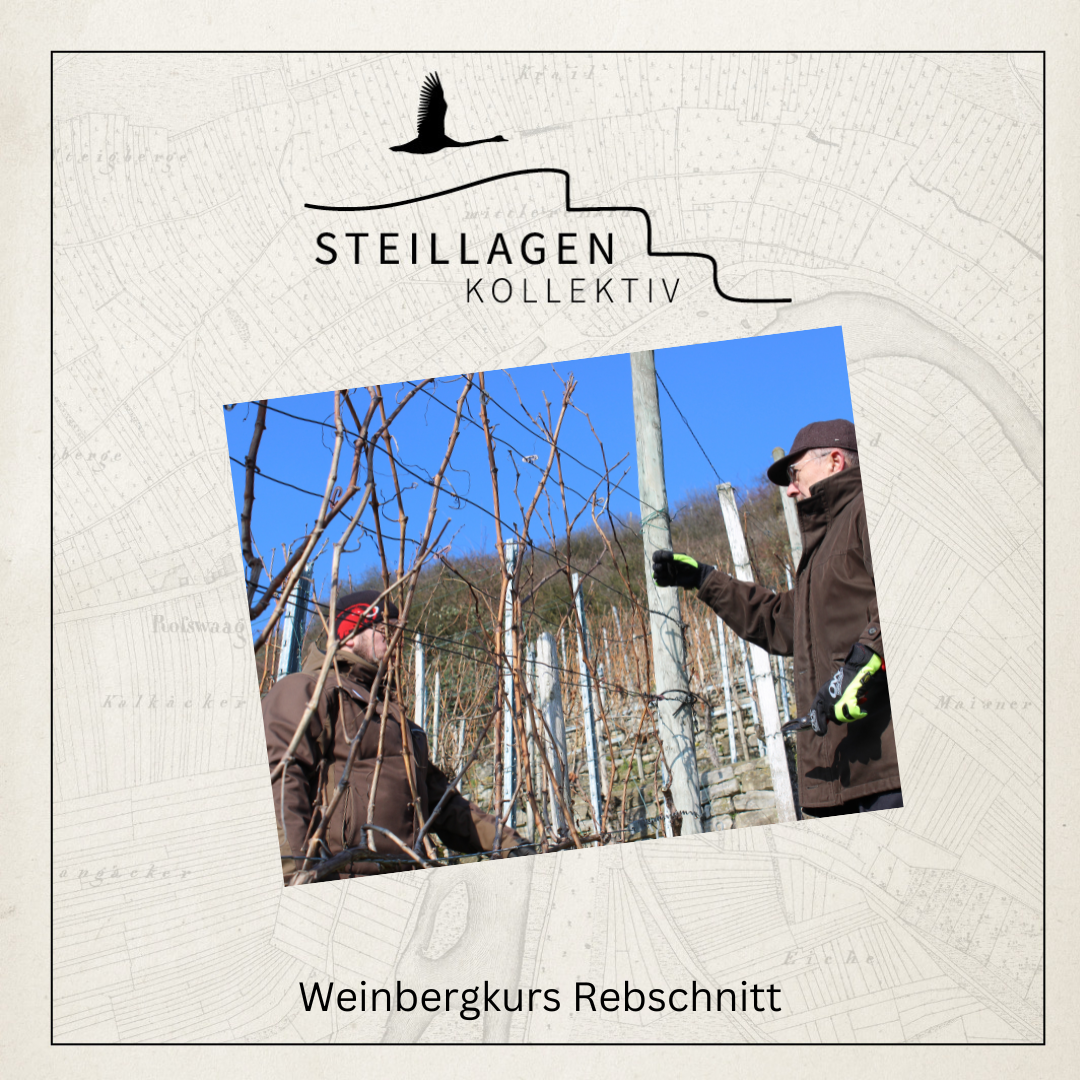 Steillagenkollektiv - Weinbergkurs Rebschnitt| 14.02.2026