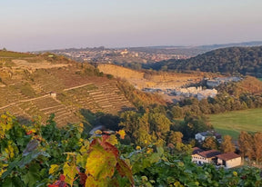 Wein & Stein | Weinberg-Tour mit Gerlinde 18.04.2027