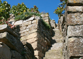 Wein & Stein | Weinberg-Tour mit Gerlinde | 26.04.2026